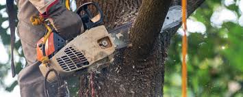 Best Emergency Tree Removal  in Salmon, ID