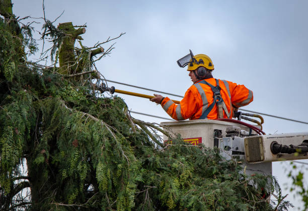 Best Seasonal Cleanup  in Salmon, ID