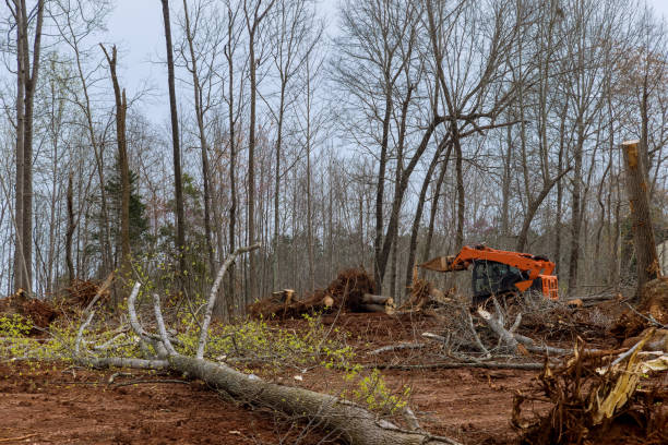 Reliable Salmon, ID Tree Services Solutions