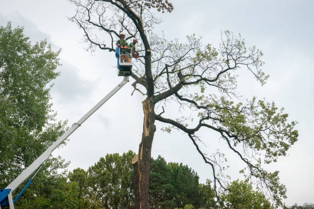  Salmon, ID Tree Services Pros