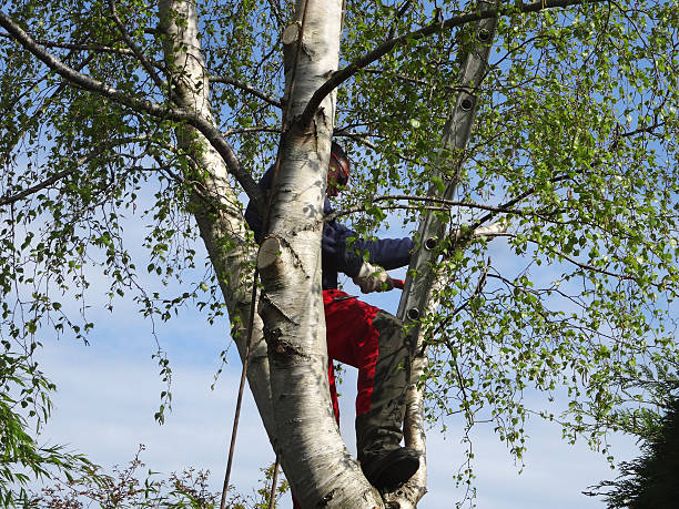 Best Storm Damage Tree Cleanup  in Salmon, ID