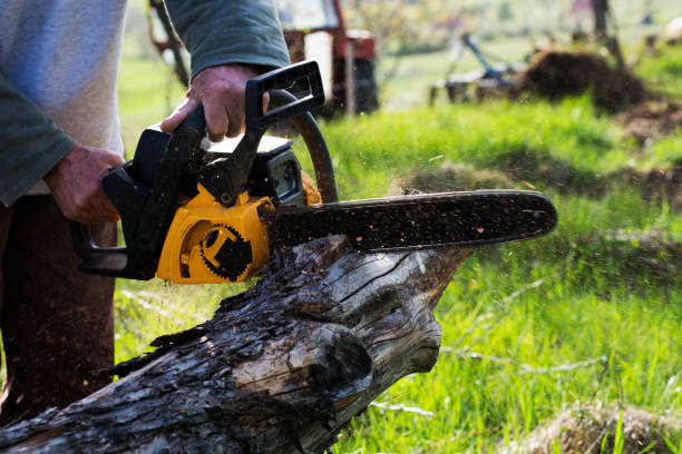 Best Root Management and Removal  in Salmon, ID