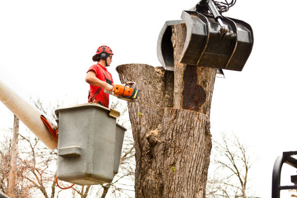 Best Tree Cabling and Bracing  in Salmon, ID