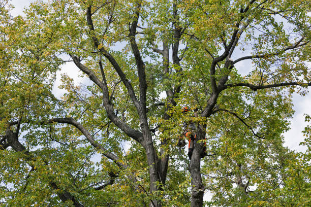 Best Tree Mulching  in Salmon, ID